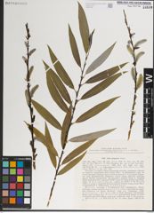 Foto von Salix kangensis Nakai